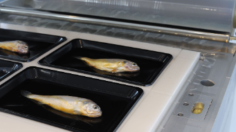 vacuum skin packaging applications aplikasi pengemasan kulit vakum